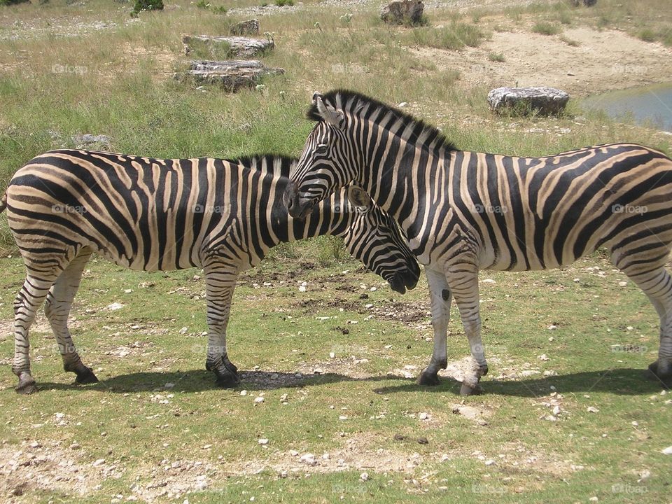 Zebra, Wildlife, Mammal, Safari, Wild