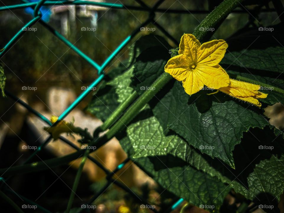 Yellow flower at the fence 