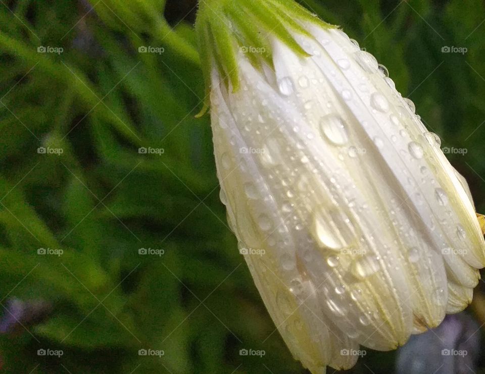 Flower#drops#nature#spring#water