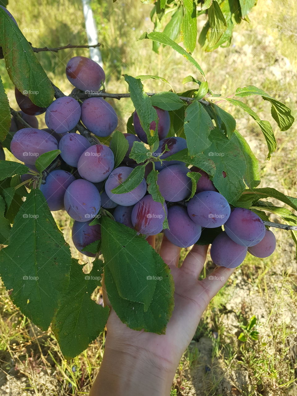 plum