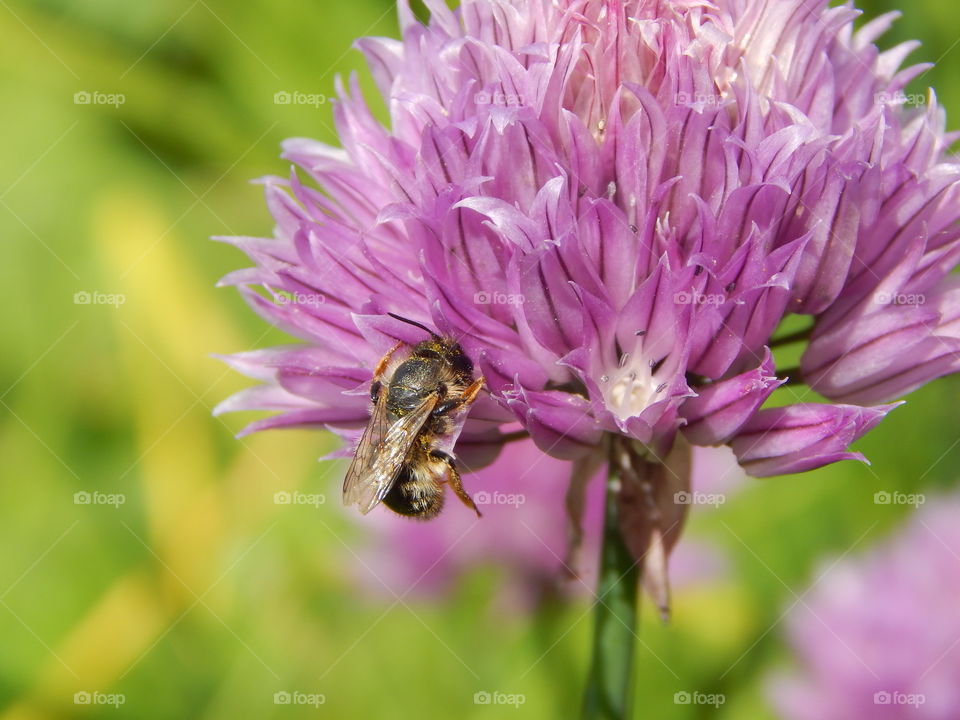 Bee in blooming chives