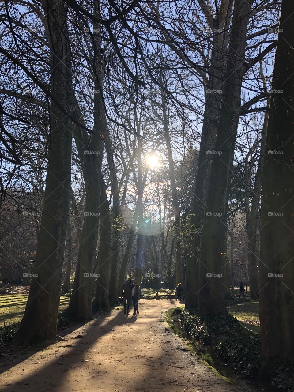 A sunlit park path with bare trees in the spring.