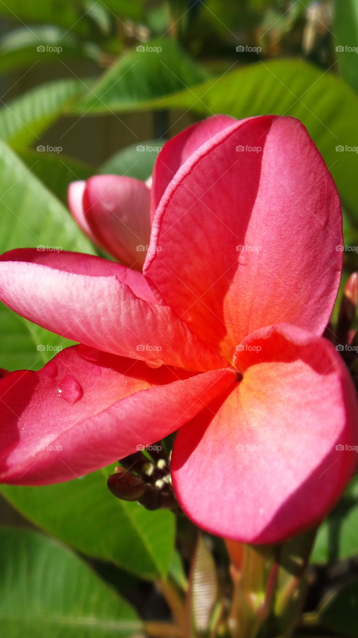 pink frangipani