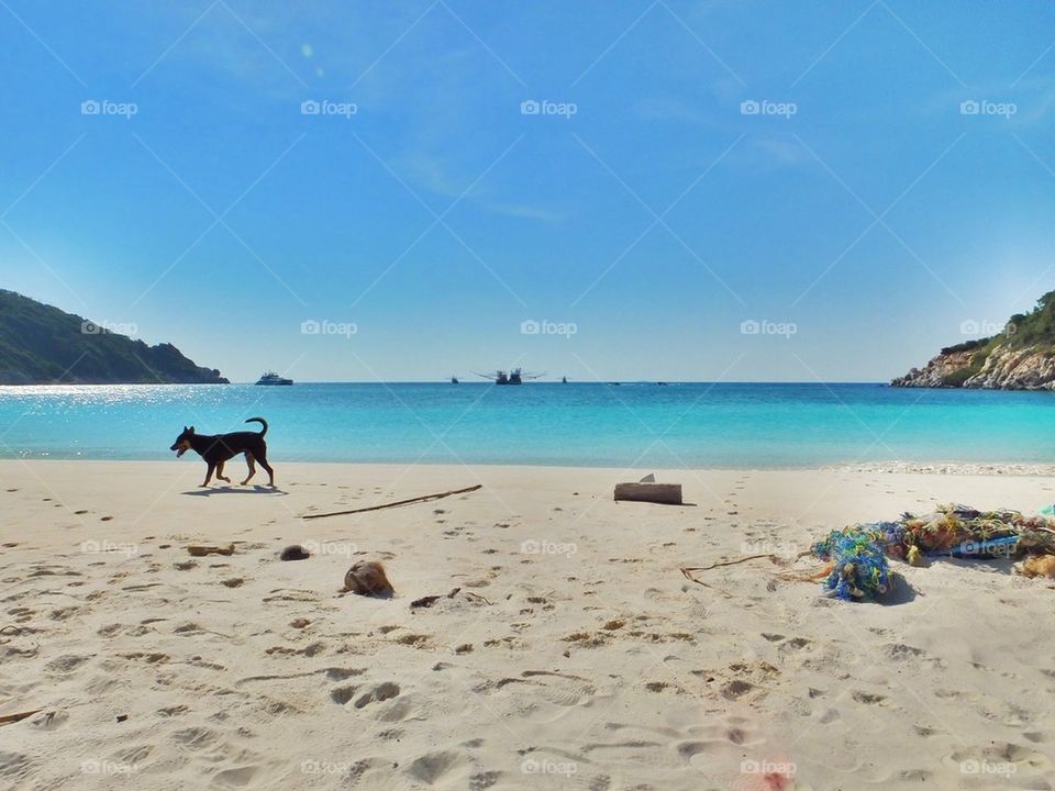 Dog and peaceful beach
