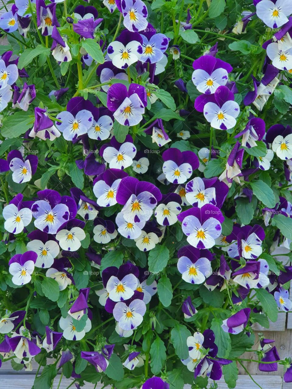 Violet is a genus from the violet family. The genus has about four hundred species that occur in temperate regions. Most species are found in damp and slightly shaded places