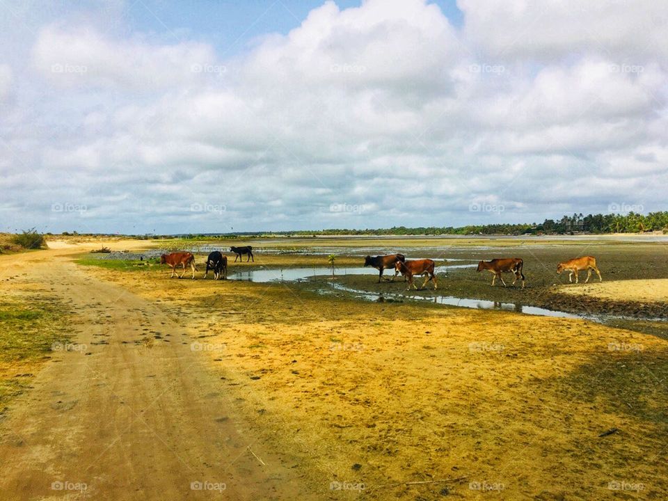 Summer is for all animal being
