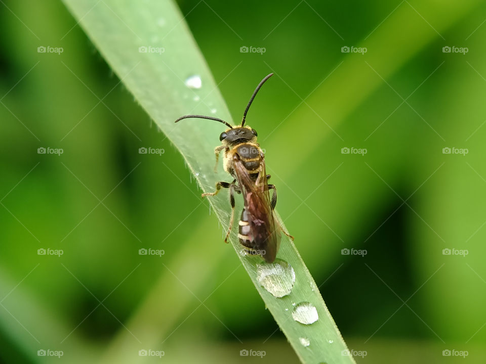 A brown-yellow small wasp is resting on a wet leaf. This image is taken after the rain.