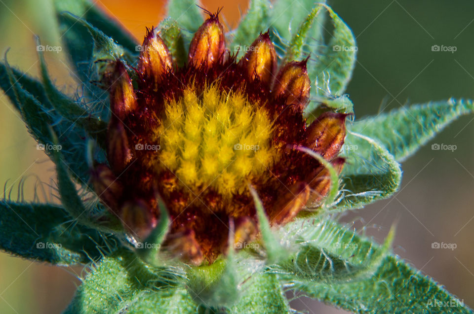 Closeup flower