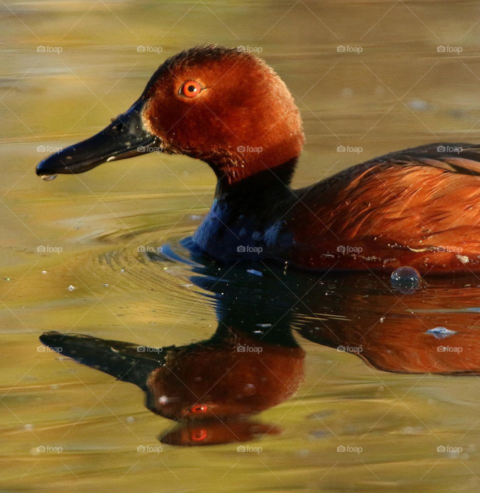 Cinnamon Teal Duck at Sunrise