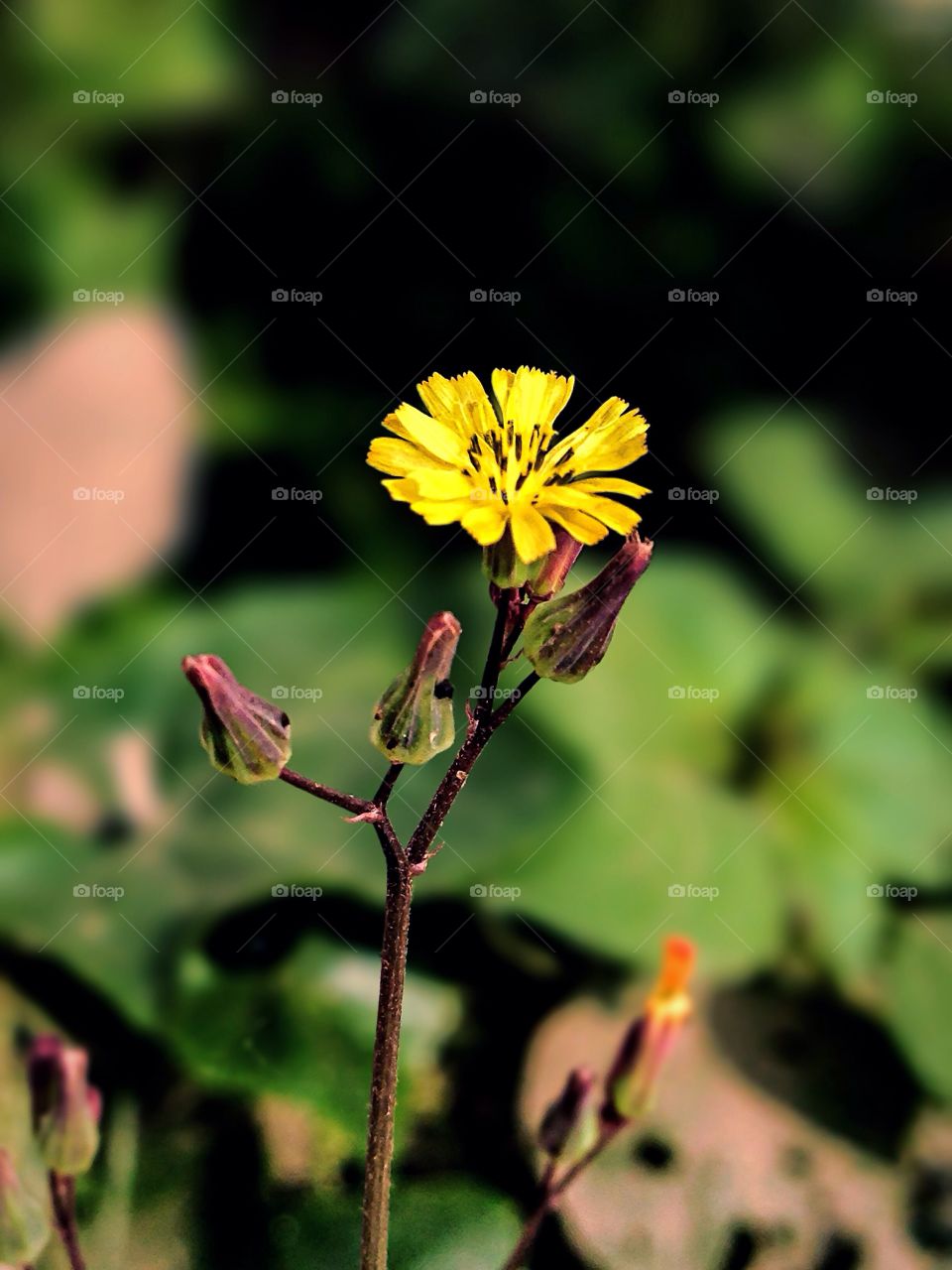 Yellow spring flower in bloom