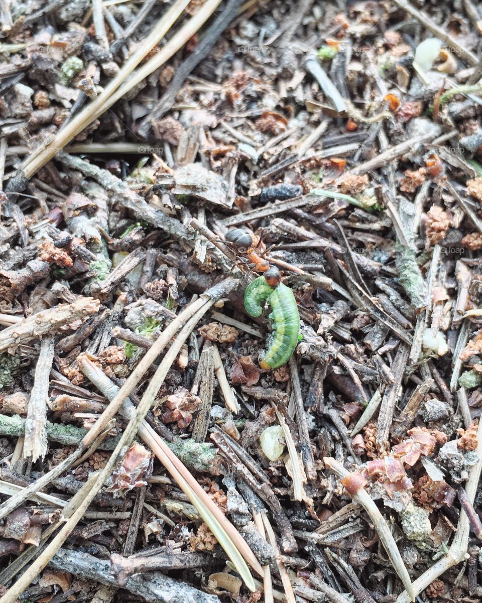 Leaf, Nature, Flora, Ground, Environment