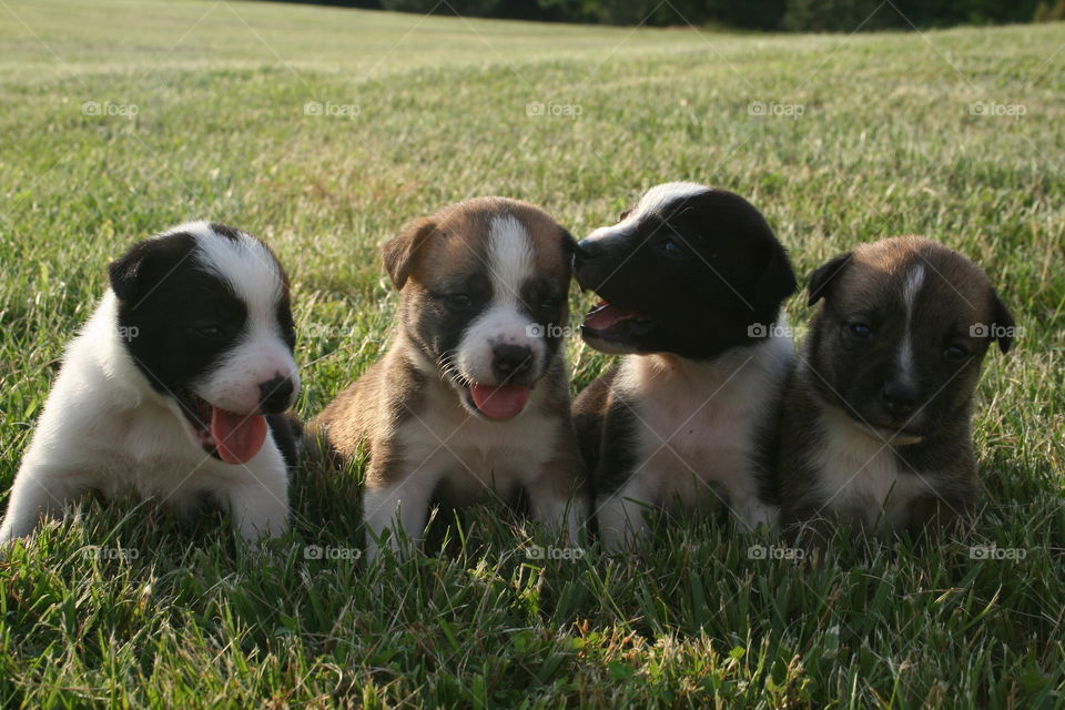 Puppy Secrets. Nearly one month old puppies. It almost looks like the one is whispering in the ear of the other. 