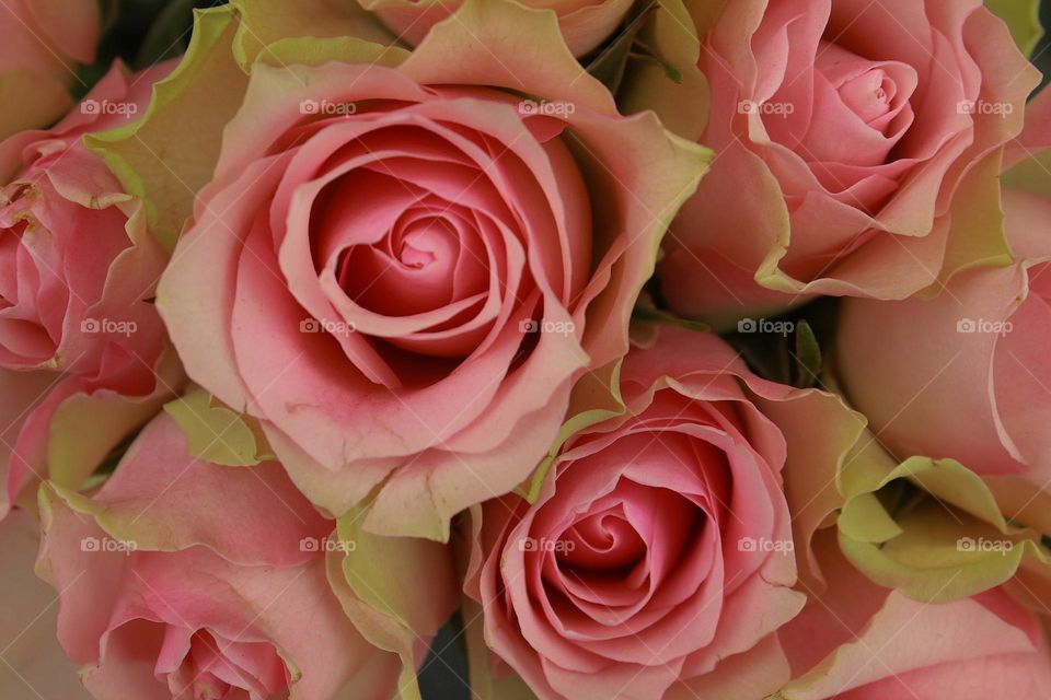 Pink roses