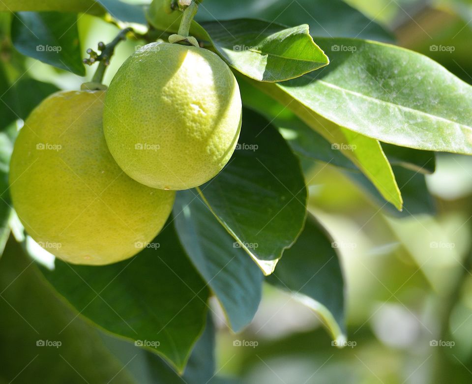 Lemon tree fruit