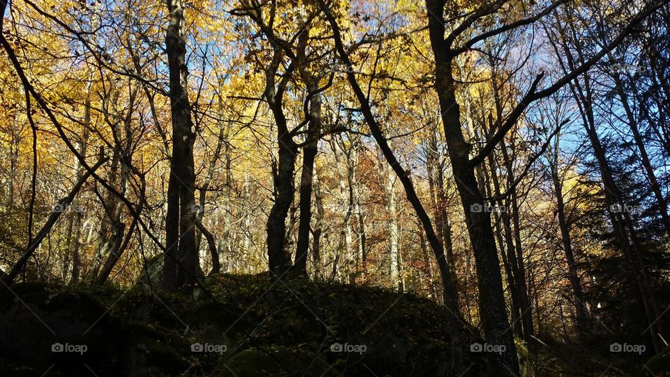 Autumn trees