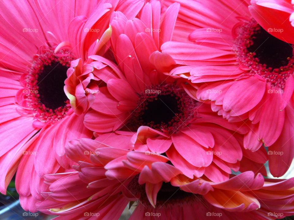 flowers pink photography hot by wiggygirl