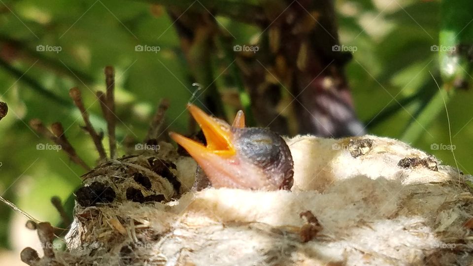 Newly hatched hummingbird chick