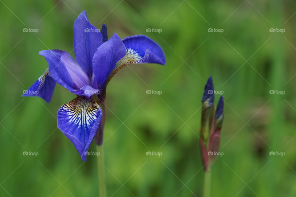 Iris flower