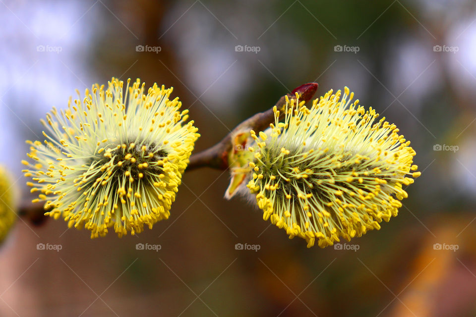 Paints willow (lat. Salix) in early spring. Thick fluffy willow inflorescences with bright yellow pollen.