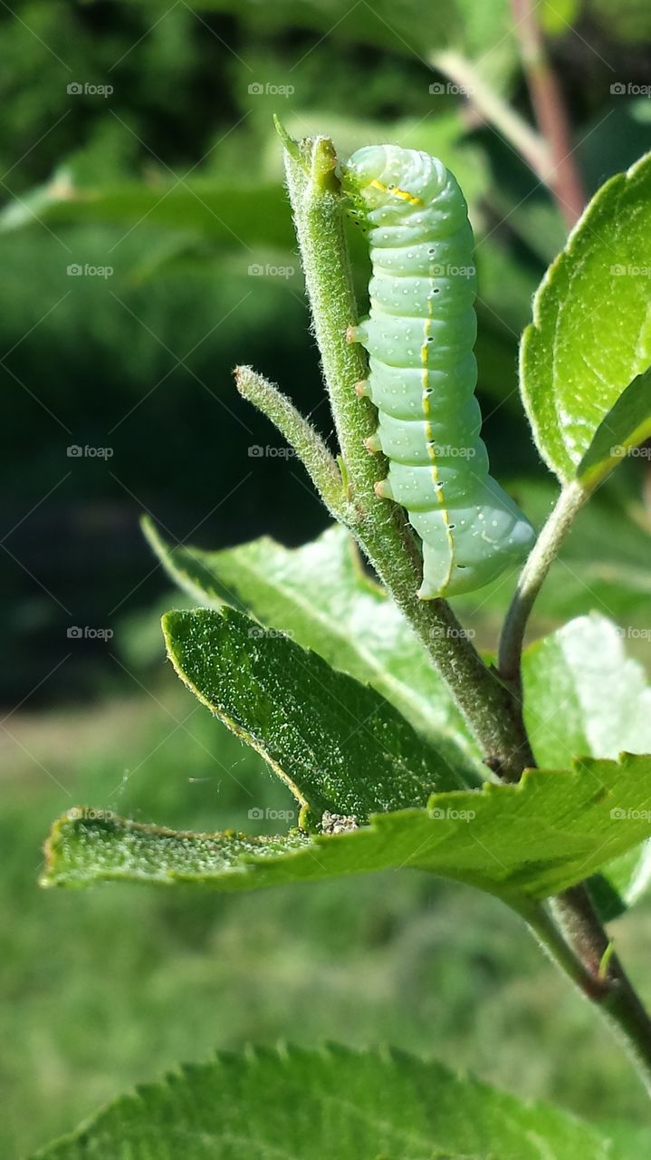 Tomato Caterpillar