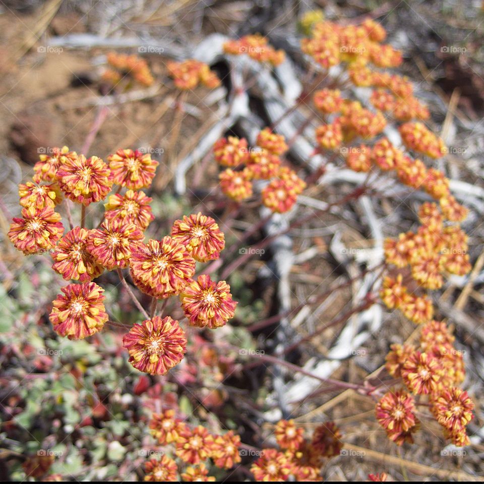 Orange, red, and yellow mountain flowers in Central Oregon dried out from the hot summer sun. 
