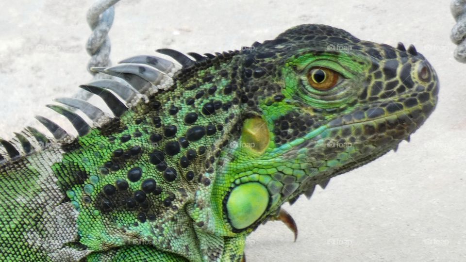 overrun with iguanas in my backyard Fort Lauderdale Florida August 2017