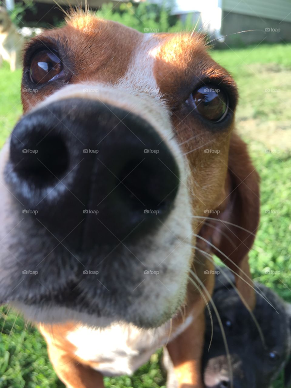 Beagle Face