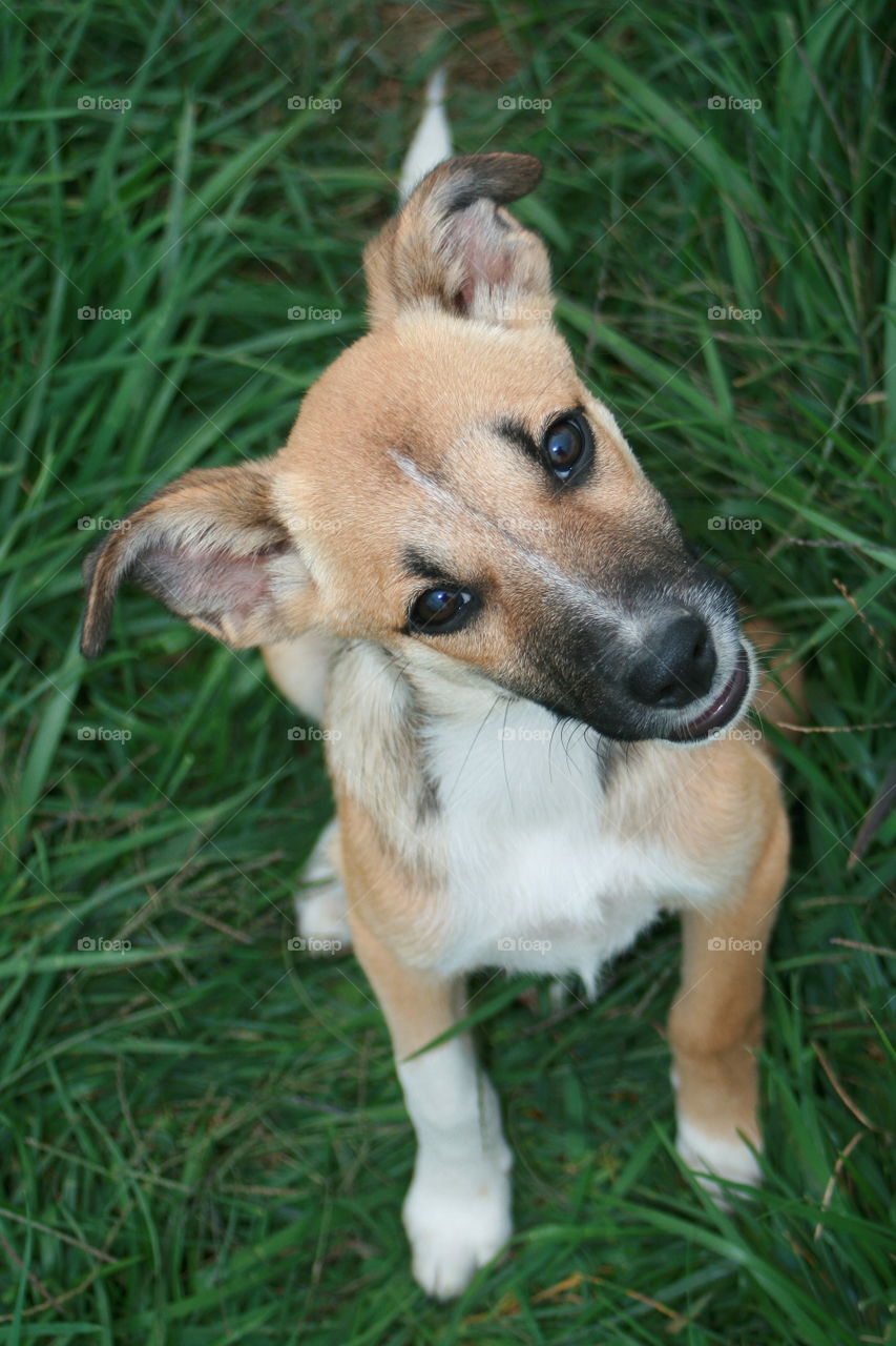 Dog looking at camera