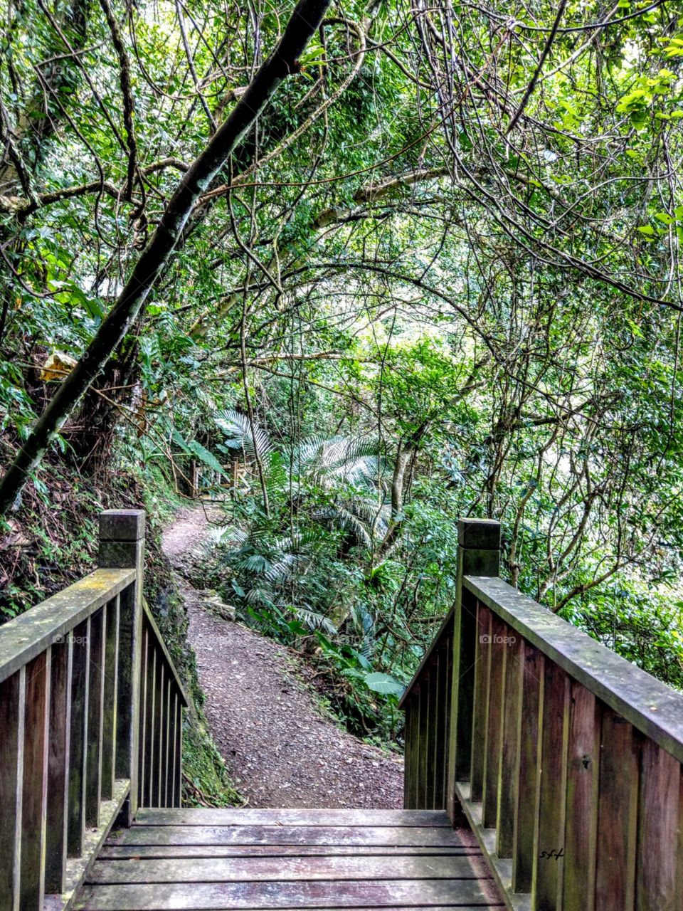 The beauty of natural plants in the forest walking. so calm, so green, so good.