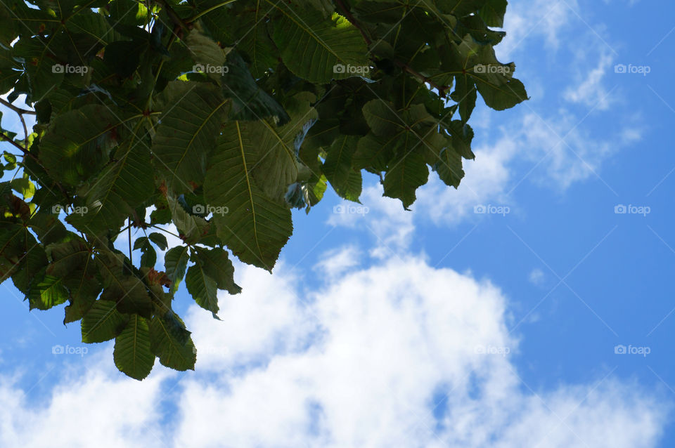 sky nature clouds leaves by lexlebeur