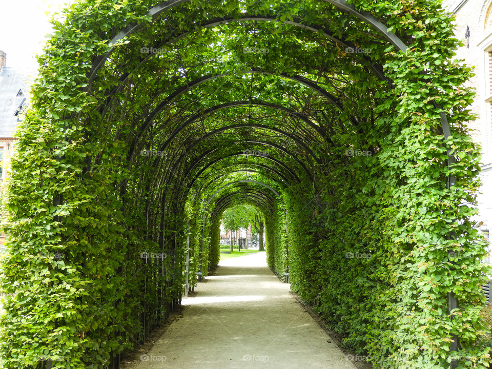 Archway of greenery outside the Rijksmuseum in Amsterdam