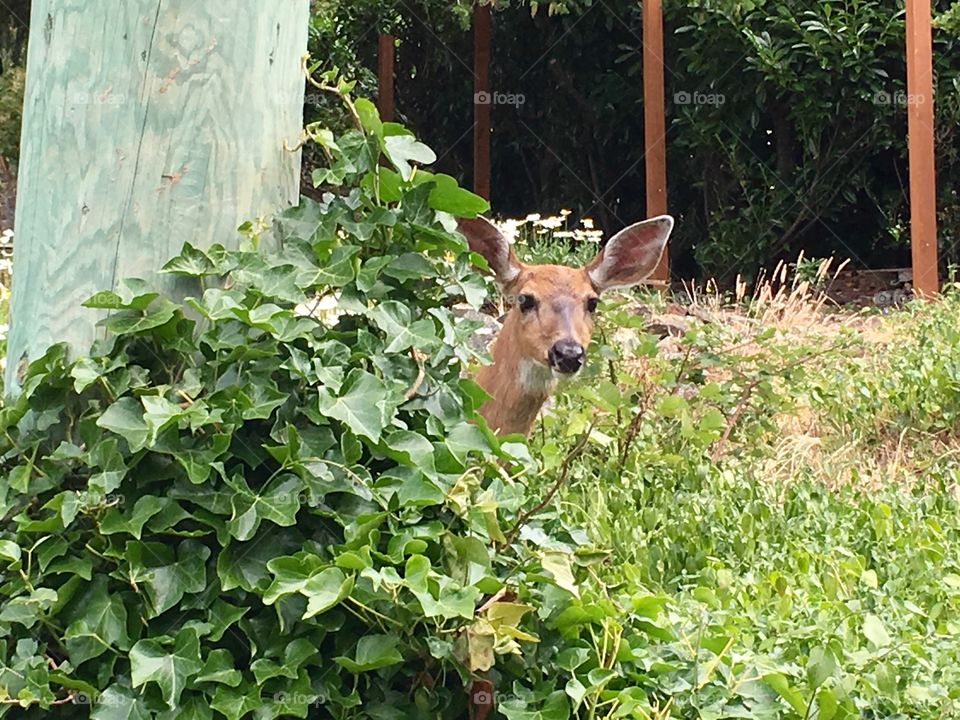 Fawn