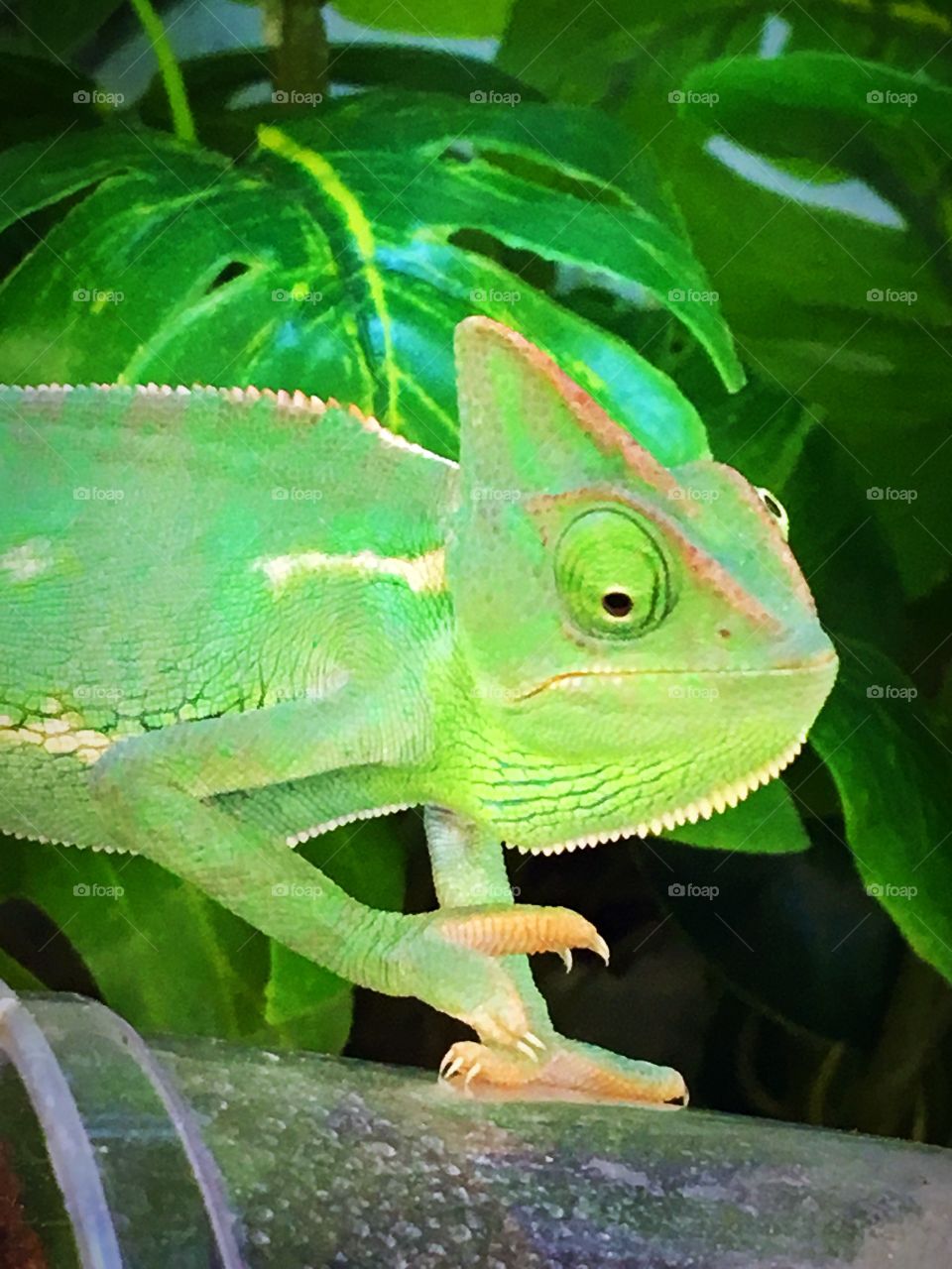 My model the chameleon