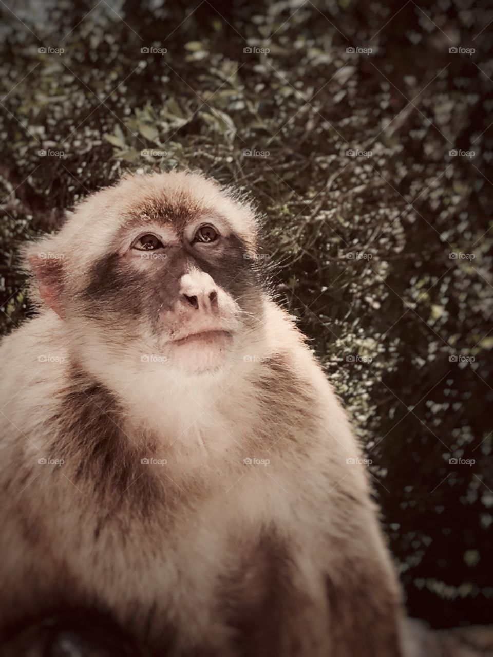 Gibraltar macaques nature Reserve 