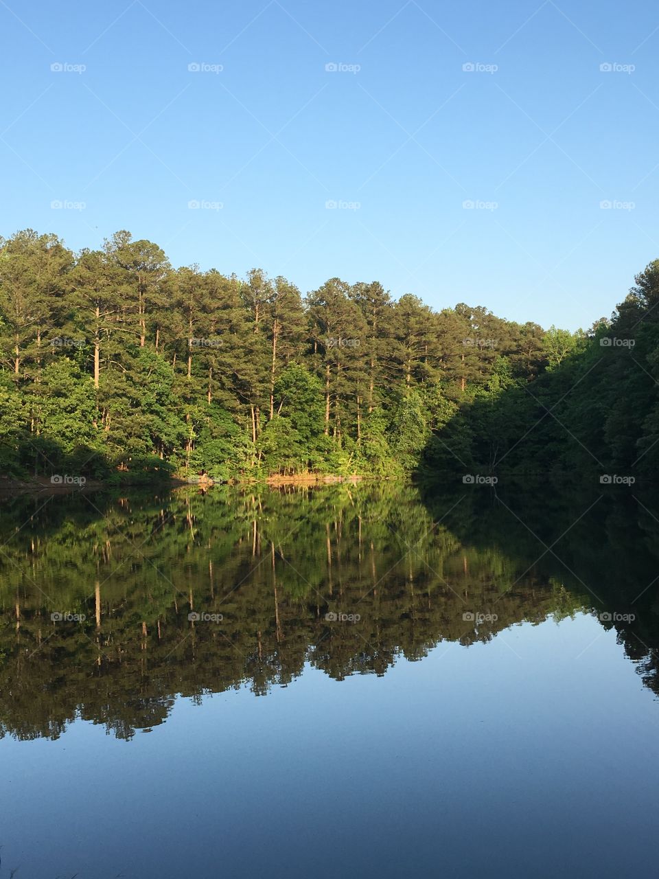 Reflection of the forest on a lake 