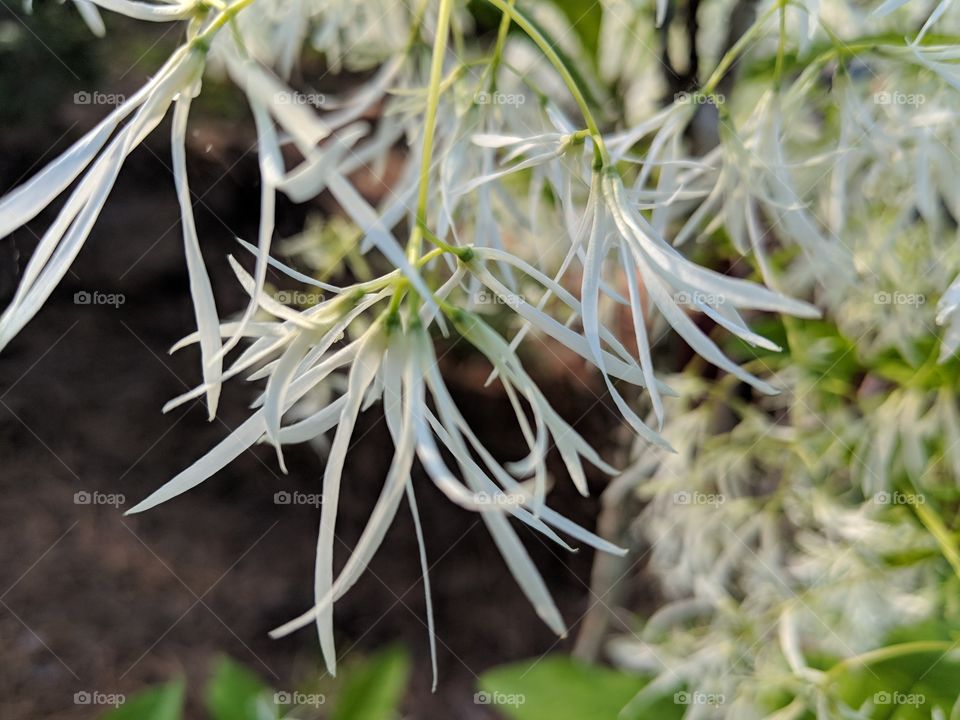 graybeard flowers
