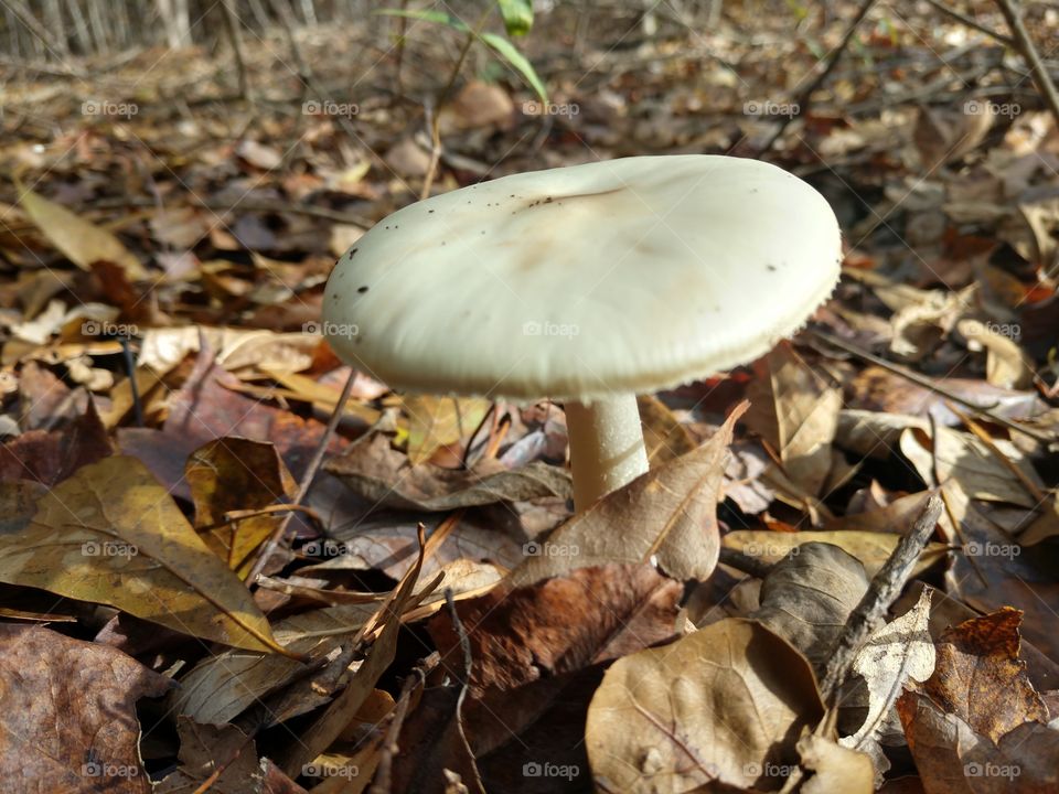 Fungus, Mushroom, Fall, Nature, Wood