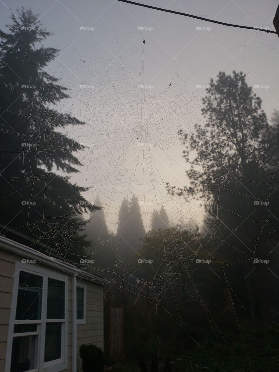 Spooky web