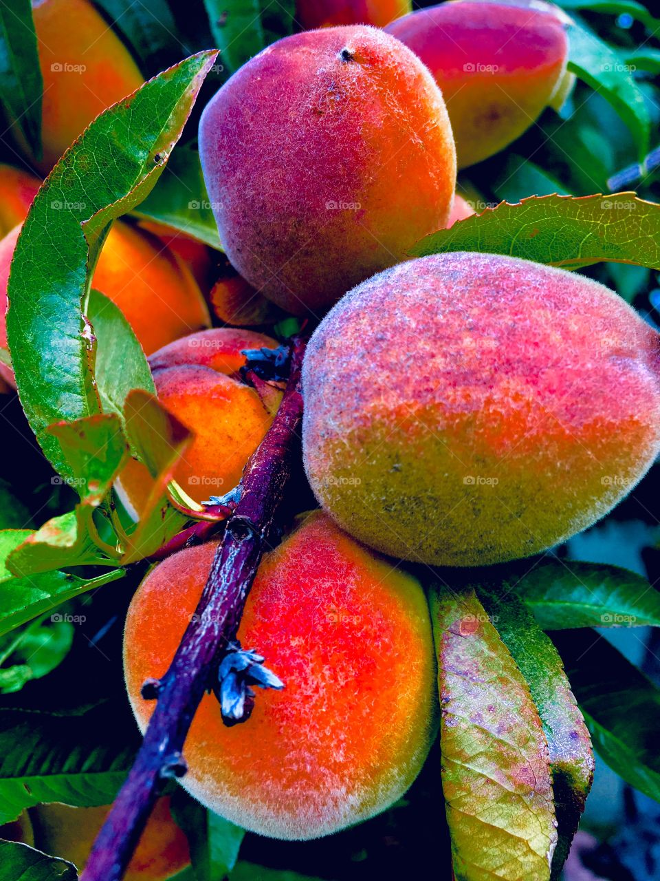 Bright orange peaches in the summertime