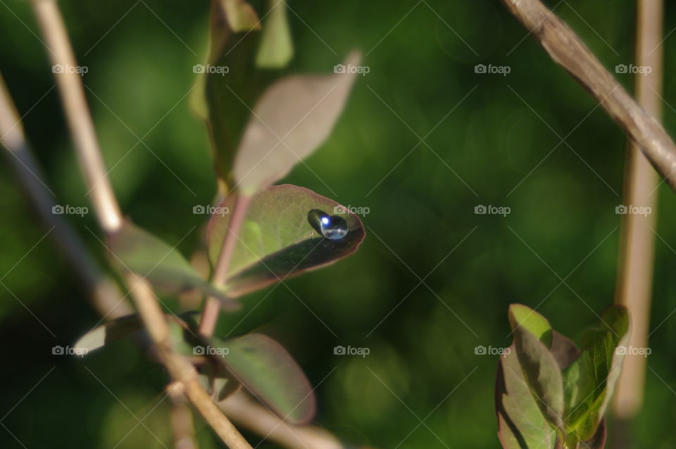 drop of dew on the grass