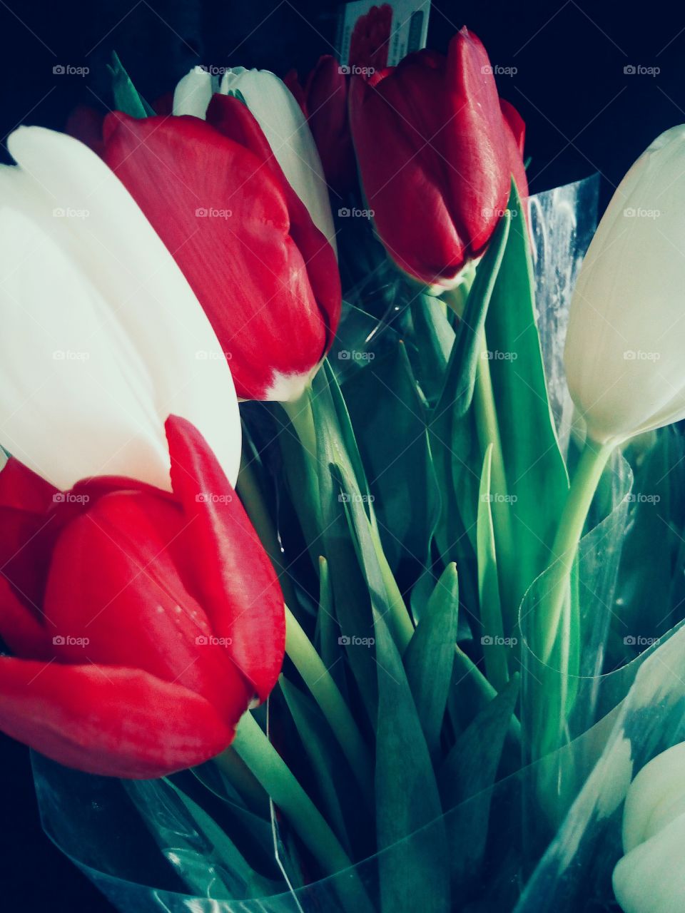 Red and White Tulips from a special loved one ♡