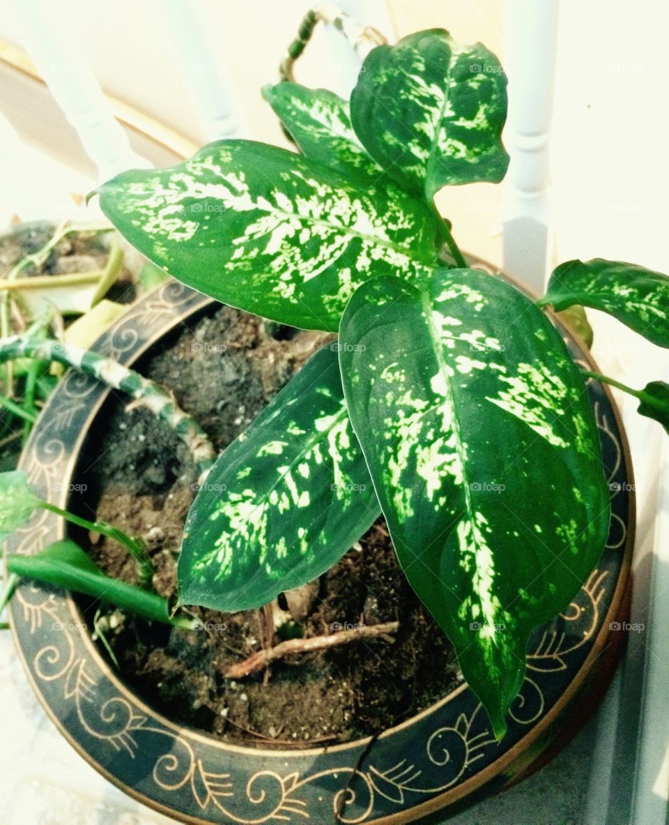 Chrome green plant 🌱 