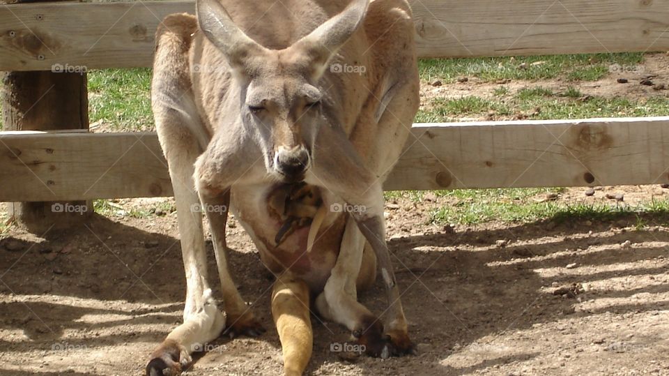 A CANGAROO WITH A CHILD