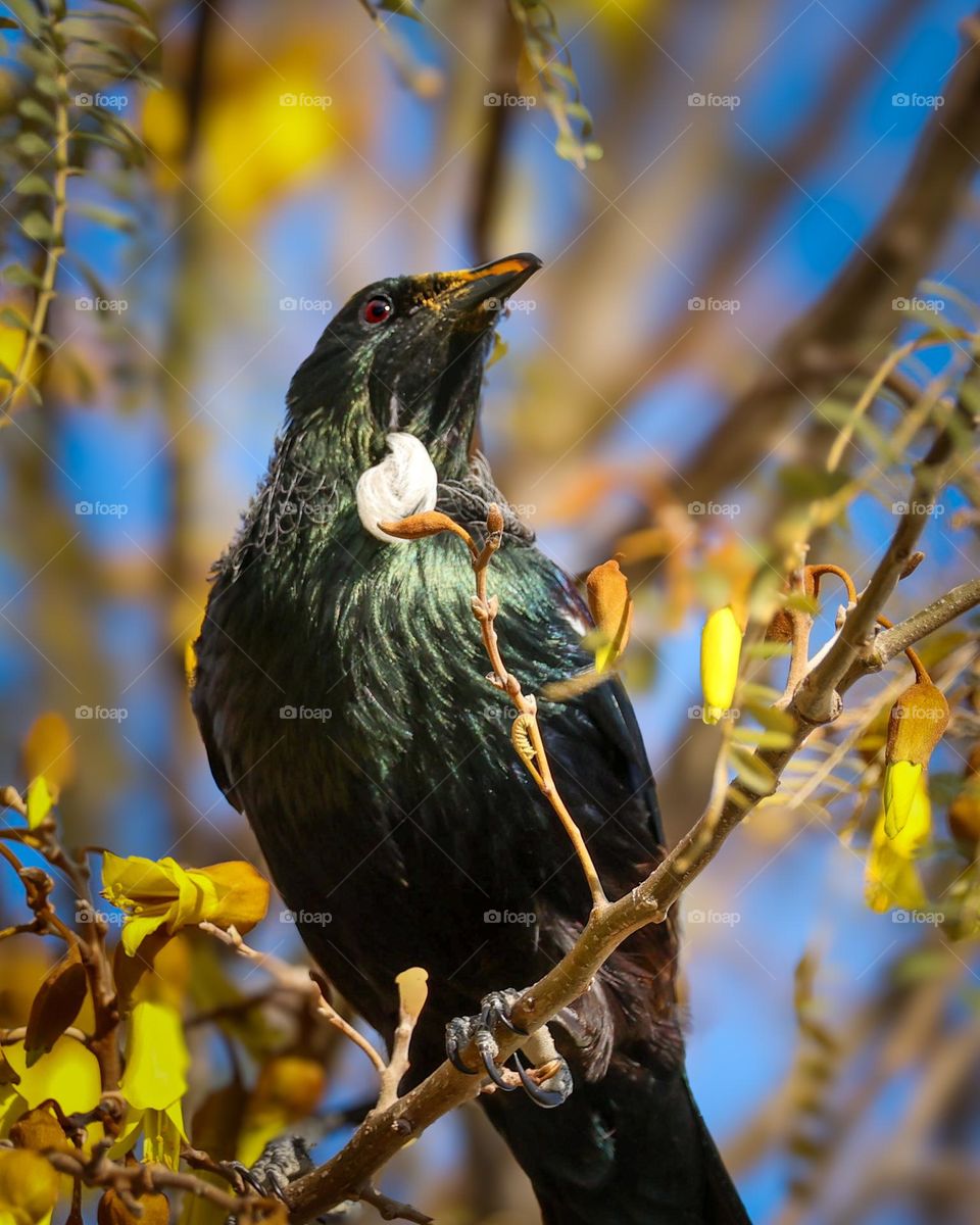 Tui Newzealand's native bird