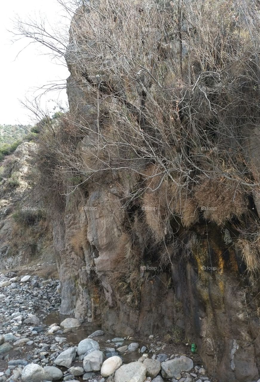 tree in small mountain