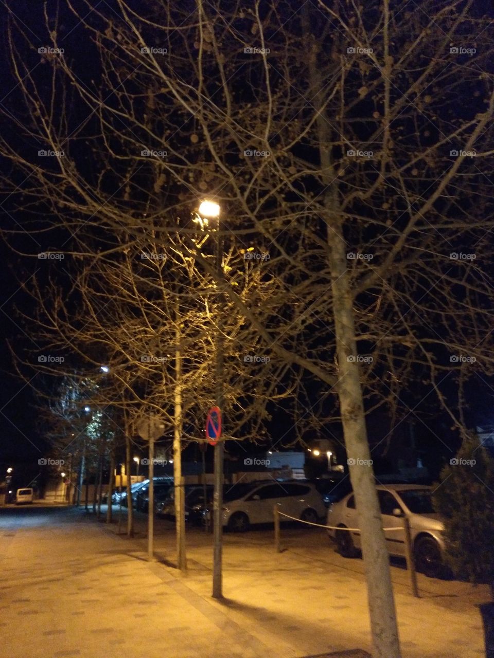 árboles en el parque