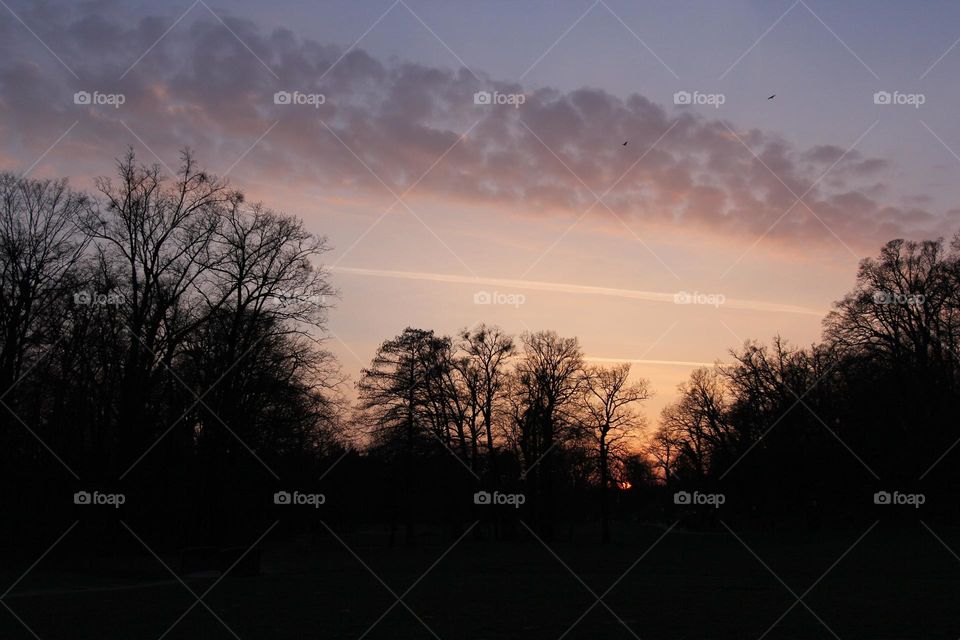 Sunset over park trees. Fire in the sky, and silhouette of the trees under.