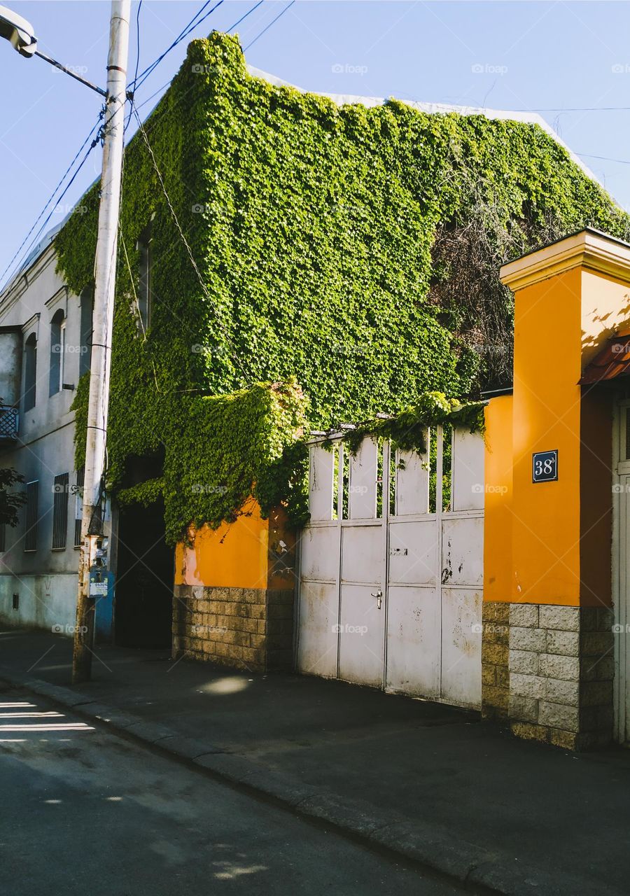 urban nature, plant