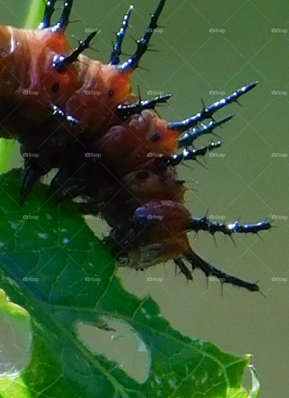 The Gulf Fritillary caterpillar 