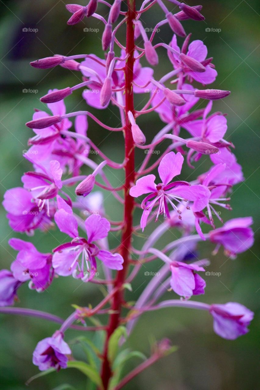 Beautiful flowers 